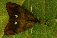 Macrothylacia fasciata - Schlehen-Buerstenspinner (Schlehen-Spinner, Schlehen-Bürstenspinner, Schlehen-Bürstenbinder)